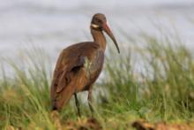 Ibis białowąsy - Bostrychia hagedash - Hadada Ibis