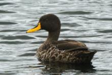 Kaczka żółtodzioba - Anas undulata - Yellow-billed Duck