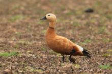 Kazarka rdzawa - Tadorna ferruginea - Ruddy Shelduck