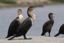 Kormoran białoszyi - Phalacrocorax lucidus - White-breasted Cormorant