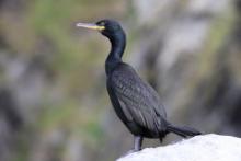 Kormoran czubaty - Phalacrocorax aristotelis - European Shag