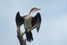 Kormoran etiopski - Microcarbo africanus - Reed Cormorant