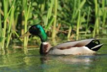 Krzyżówka - Anas platyrhynchos - Mallard