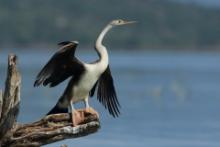 Wężówka afrykańska - Anhinga rufa - African Darter