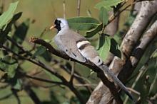 Turkaweczka czarnogardła - Oena capensis - Namaqua Dove