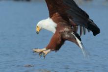 Bielik afrykański - Haliaeetus vocifer - African Fish Eagle