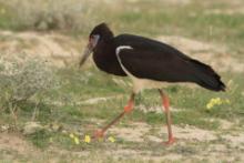 Bocian białobrzuchy - Ciconia abdimii - Abdim's Stork