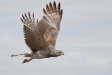 Jastrzębiak mały - Micronisus gabar - Gabar Goshawk