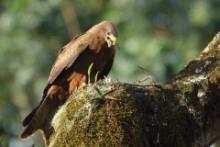 Kania egipska - Milvus migrans aegyptius - Yellow-billed Kite