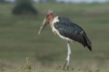 Marabut afrykański - Leptoptilos crumenifer - Marabou