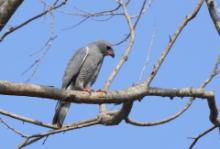 Jaszczurkołap - Kaupifalco monogrammicus - Lizard Buzzard