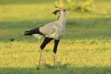 Sekretarz - Sagittarius serpentarius - Secretary-bird