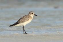 Siewnica - Pluvialis squatarola - Grey Plover