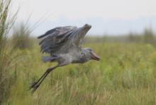 Trzewikodziób - Balaeniceps rex - Shoebill