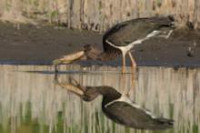 Bocian czarny - Ciconia nigra - Black Stork