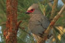 Czepiga czerwonolica - Urocolius indicus - Red-faced Mousebird