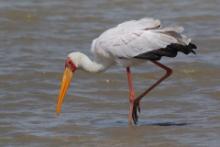 Dławigad afrykański - Mycteria ibis - Yellow-billed Stork