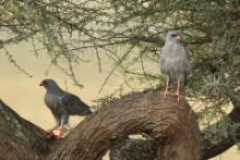 Jastrzębiak ciemny - Melierax metabates - Dark Chanting Goshawk