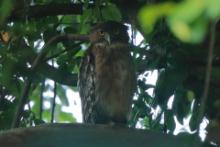 Ketupa bosonoga - Ketupa zeylonensis - Brown Fish Owl