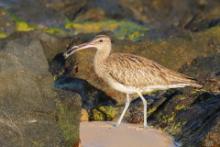 Kulik mniejszy - Numenius phaeopus - Whimbrel