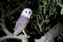 Płomykówka - Tyto alba - Common Barn Owl