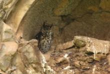 Puchacz górski - Bubo capensis mackinderi - Mackinder's Eagle Owl