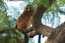 Rybiarka duża - Scotopelia peli - Pel's Fishing Owl