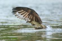 Rybołów - Pandion haliaetus - Osprey