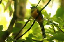 Sędzioł malabarski - Harpactes fasciatus - Malabar Trogon