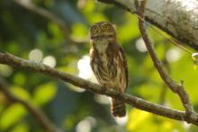 Sóweczka lilipucia - Glaucidium griseiceps - Central American Pygmy Owl