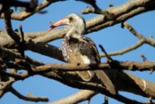 Toko senegalski - Tockus erythrorhynchus kempi - Western Red-billed Hornbill