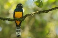 Trogon wyżynny - Trogon caligatus - Gartered Trogon