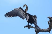 Wężówka indyjska - Anhinga melanogaster - Oriental Darter