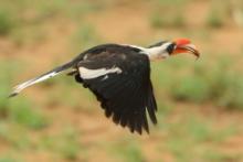 Toko czarnoskrzydły - Tockus deckeni - Von der Decken's Hornbill