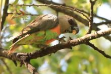 Papugowate - Psittacidae