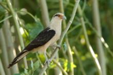 Karakara jasnogłowa - Milvago chimachima - Yellow-headed Caracara