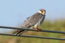 Kobczyk amurski - Falco amurensis - Amur Falcon