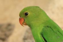 Nierozłączka czarnoskrzydła - Agapornis taranta - Black-winged Lovebird