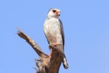 Sokolik czerwonooki - Polihierax semitorquatus - African Pygmy Falcon