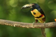 Arasari obrożny - Pteroglossus torquatus - Collared Aracari