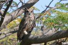 Puchacz szary - Bubo cinerascens - Greyish Eagle-Owl