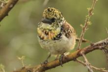 Brodal ciemnodzioby - Trachyphonus darnaudii usambiro - Usambiro Barbet