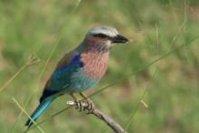 Kraska liliowopierśna - Coracias caudatus - Lilac-breasted Roller