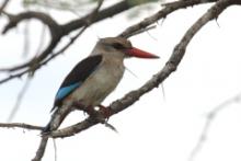 Łowiec brązowogłowy - Halcyon albiventris  - Brown-hooded Kingfisher