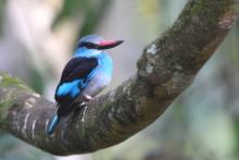 Łowiec kameruński - Halcyon malimbica - Blue-breasted Kingfisher