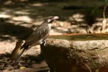 Miodowód duży - Indicator indicator - Greater Honeyguide