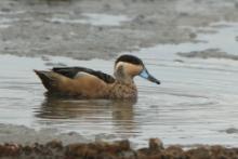 Srebrzanka hotentocka - Anas hottentota - Hottentot Teal