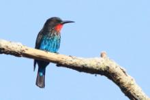 Żołna czarna - Merops gularis - Black Bee-eater