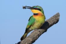 Żołna mała - Merops pusillus - Little Bee-eater