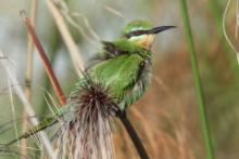 Żołna modrolica - Merops persicus - Blue-cheeked Bee-eater